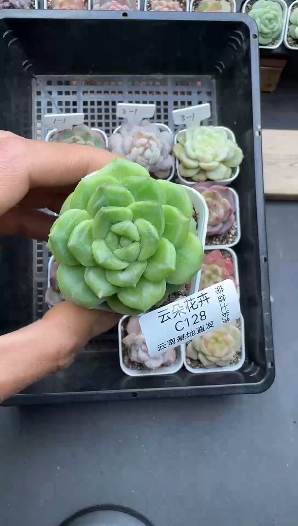 ?****️太阳雨多肉128