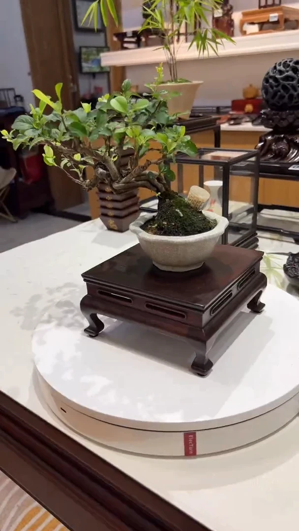 1紫砂紫砂紫砂紫砂紫砂