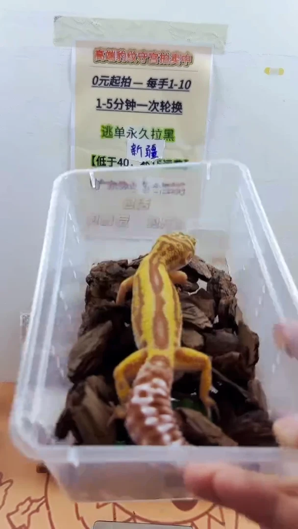 豹纹守宫豹纹守宫幼苗亚成体成体肥尾