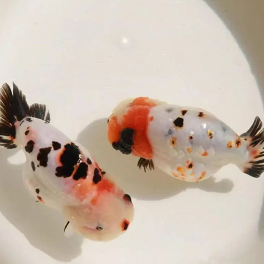 Y兰寿鱼苗 活体产品 一经发出  无开箱视频 不退不换