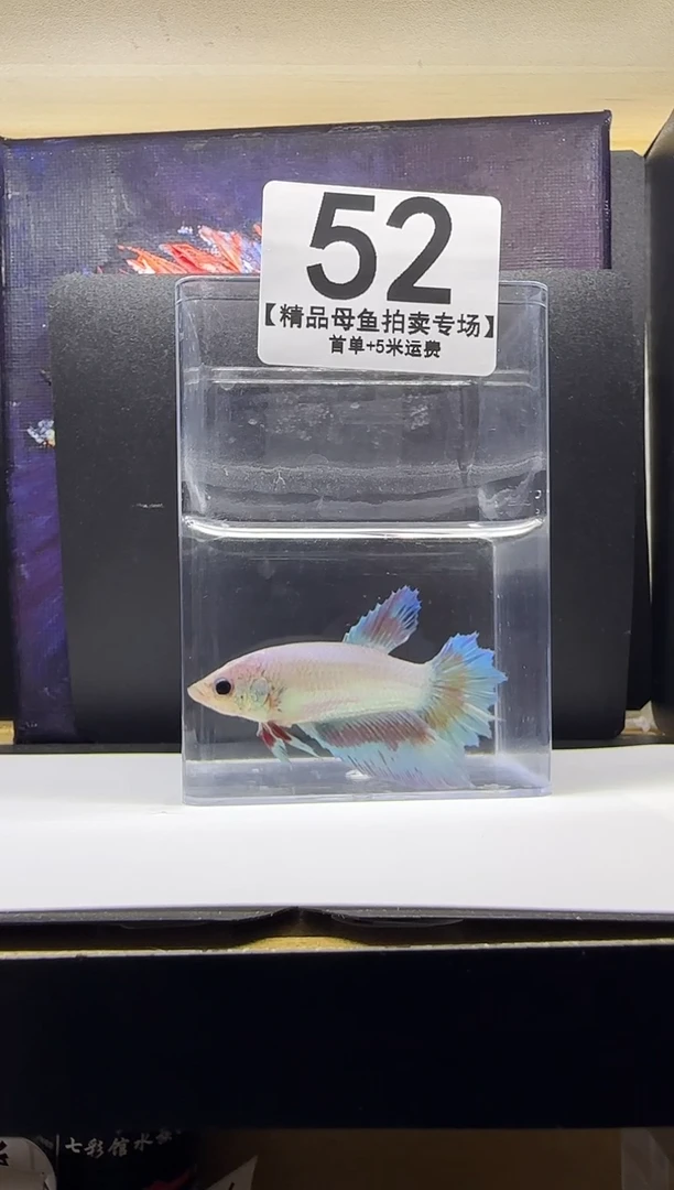 斗鱼母鱼编号：52