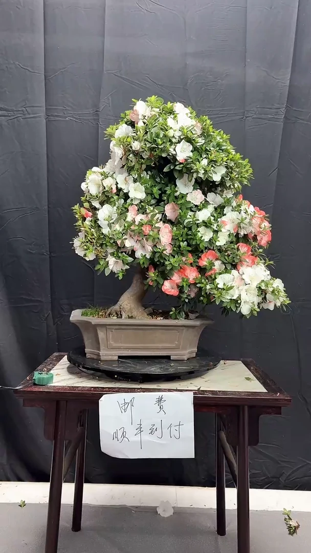 全部花朵岛国进口皋月杜鹃