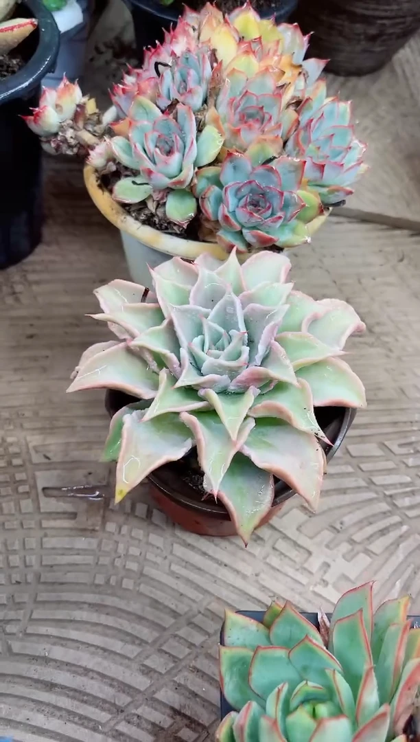 郑****钱17023多肉植物一物一拍
