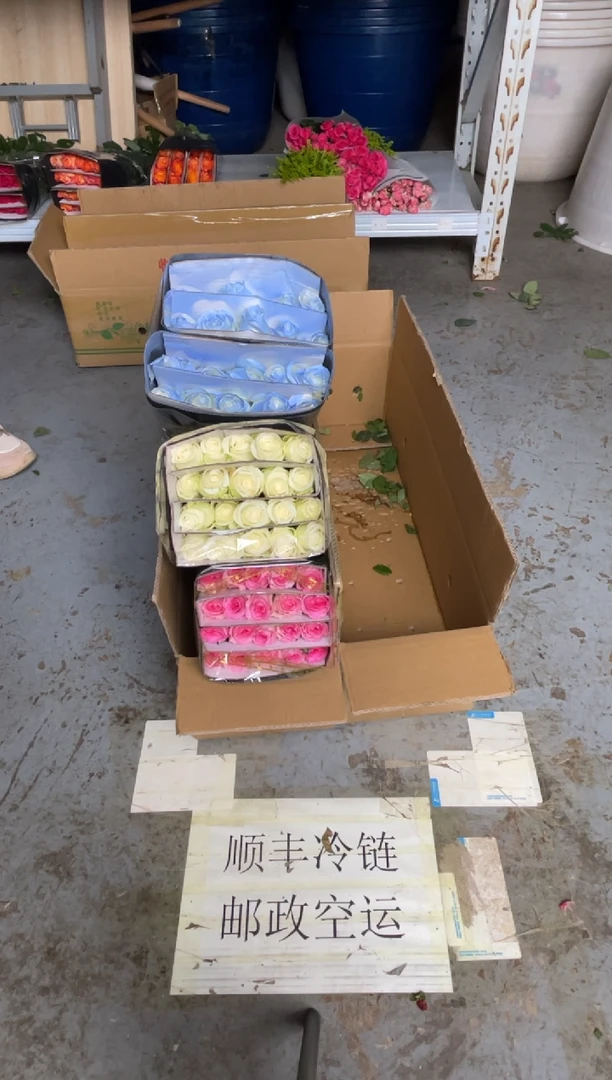 洛神20枝+骄傲20枝+碎冰蓝20枝