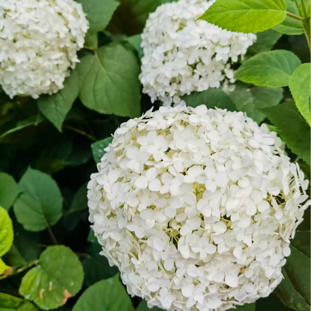 无敌贝拉大花绣球盆栽花卉耐热耐寒新老枝开花