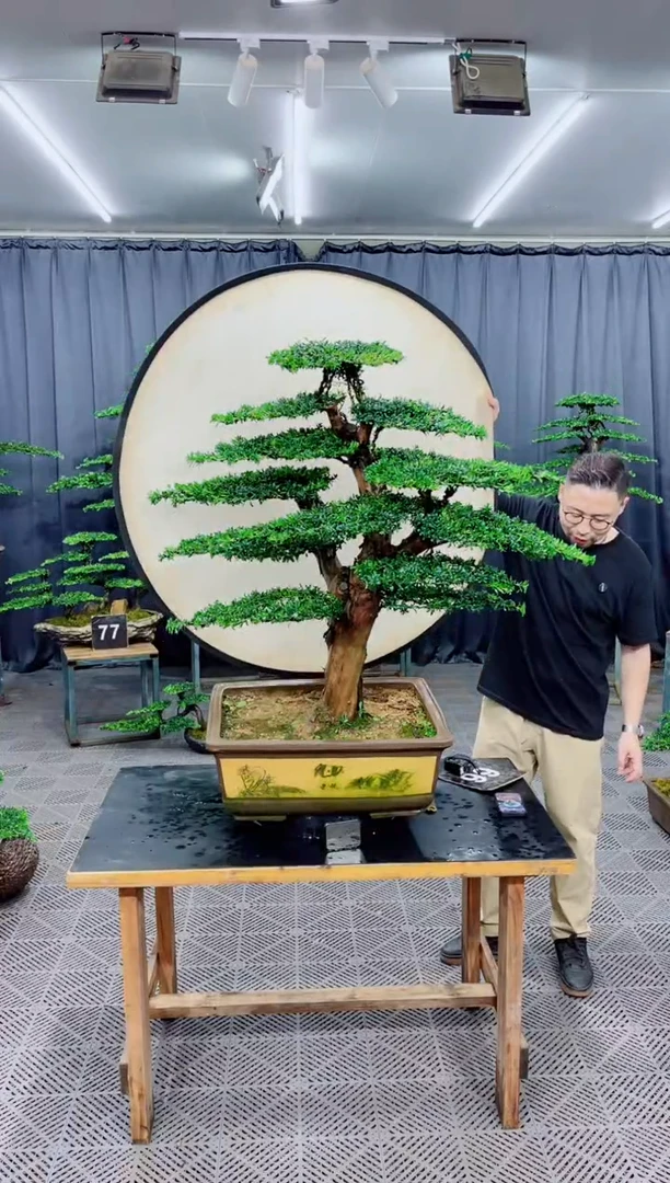 无花朵罗汉松盆景...