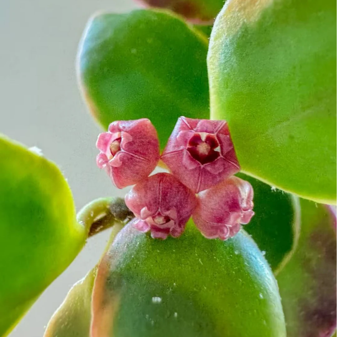 休斯科尔外锦球兰 (Hoya heuschkeliana albomarginata)