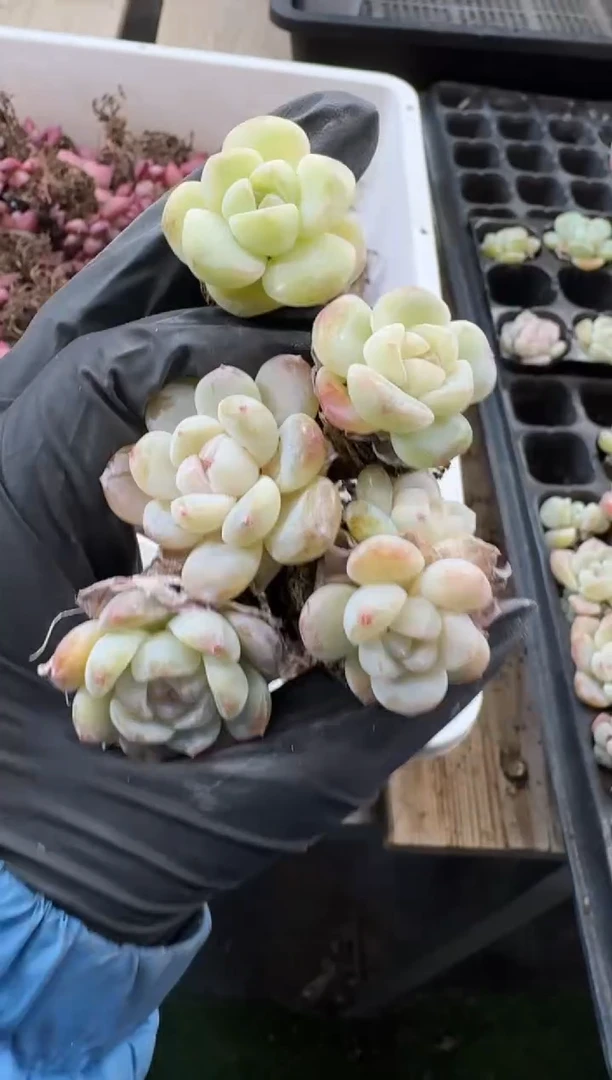 【闪购商品】106号到手7棵琥珀大鱼--江北多肉