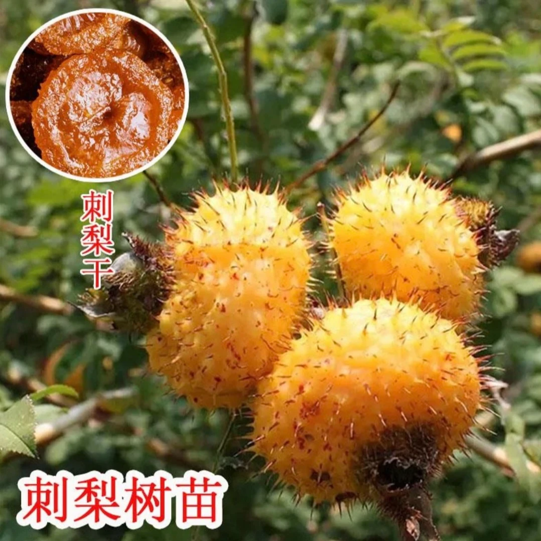 g【当年结果】刺梨树果苗金刺梨苗果树种植苗南北方盆栽地载庭院