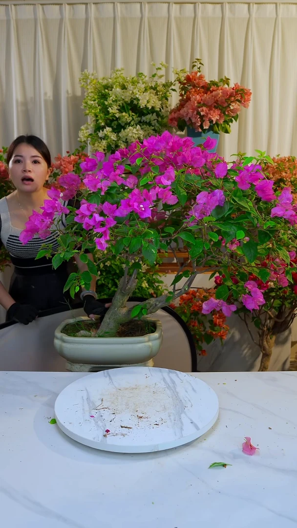 大部分开放少量花苞洋红公主