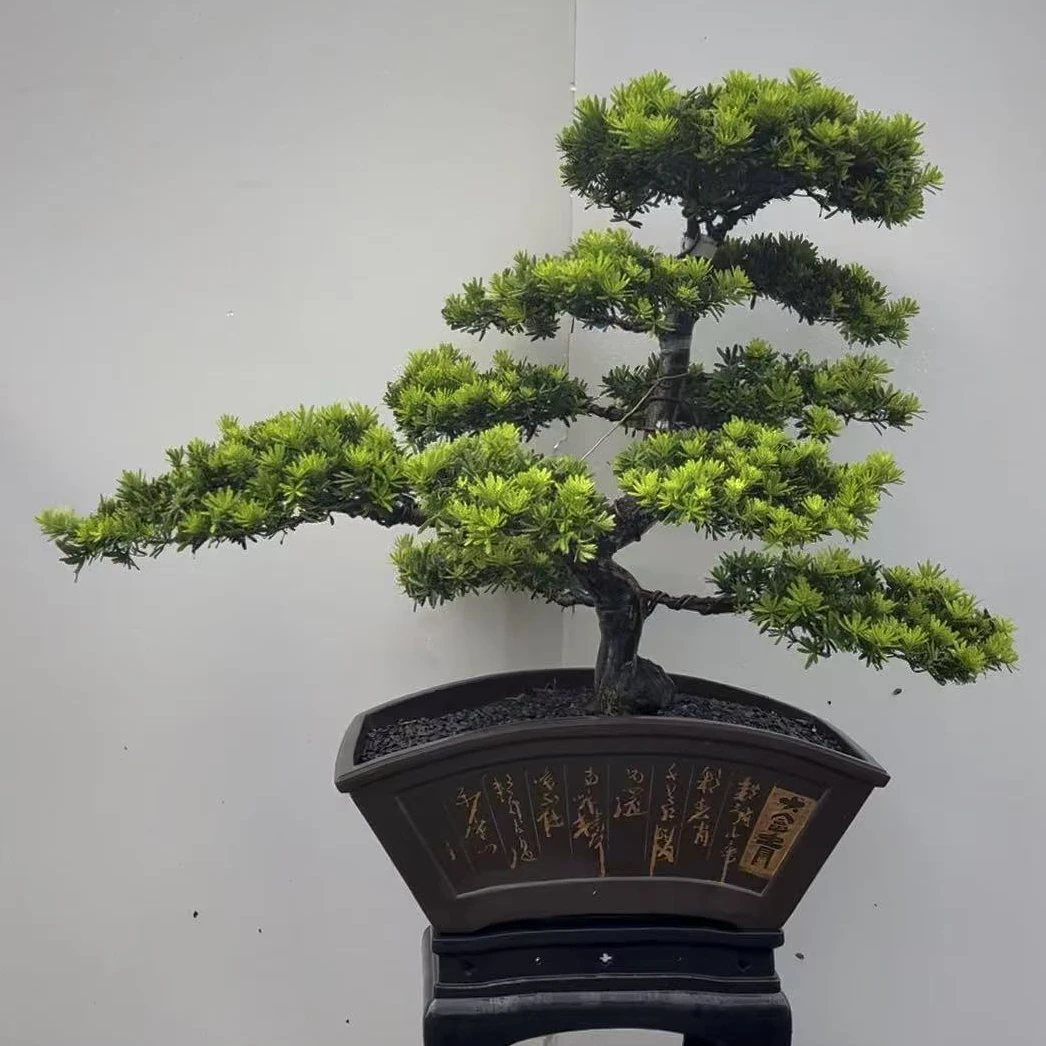 罗汉松盆景一物一拍