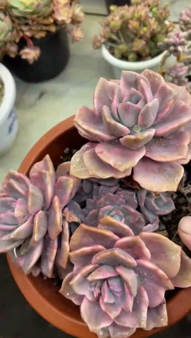 【闪购商品】119彩虹糖锦