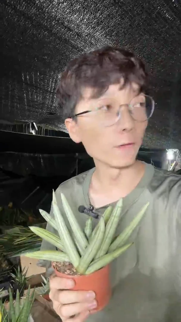 白玉佛手兰带盆土68.8