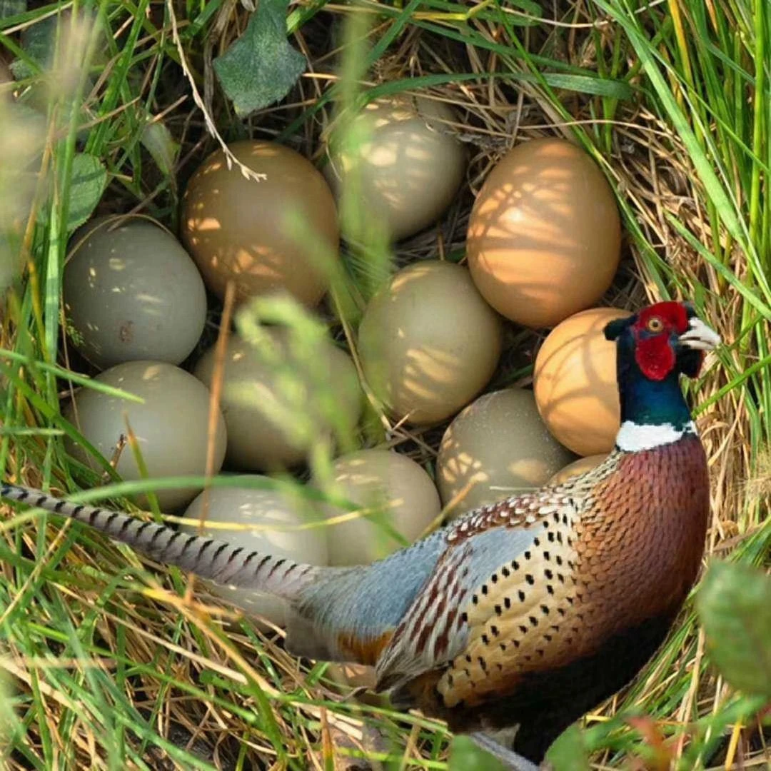 七彩山鸡蛋  新鲜正宗户外散养