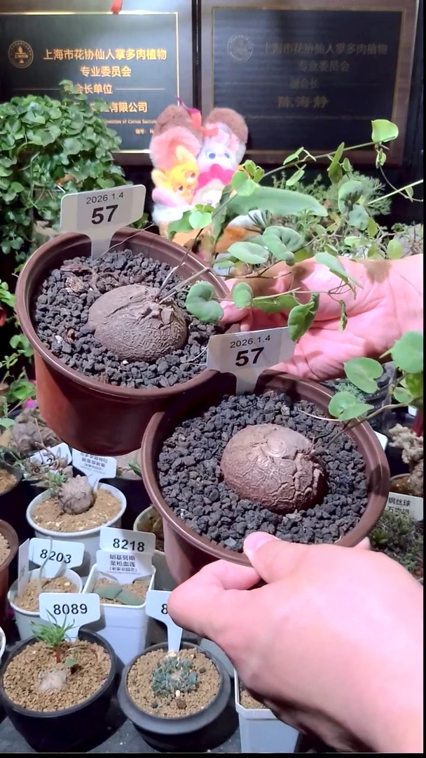 57号0104福利南非龟甲龙买一送一