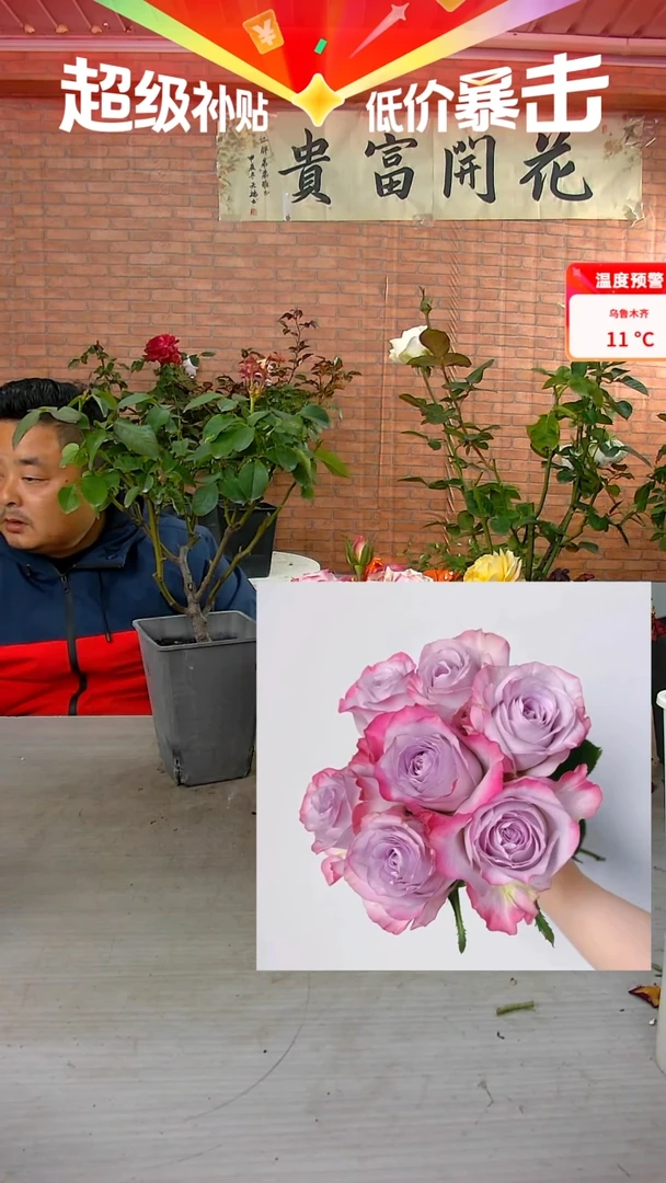 当前无花朵，栽培后可花朵气场