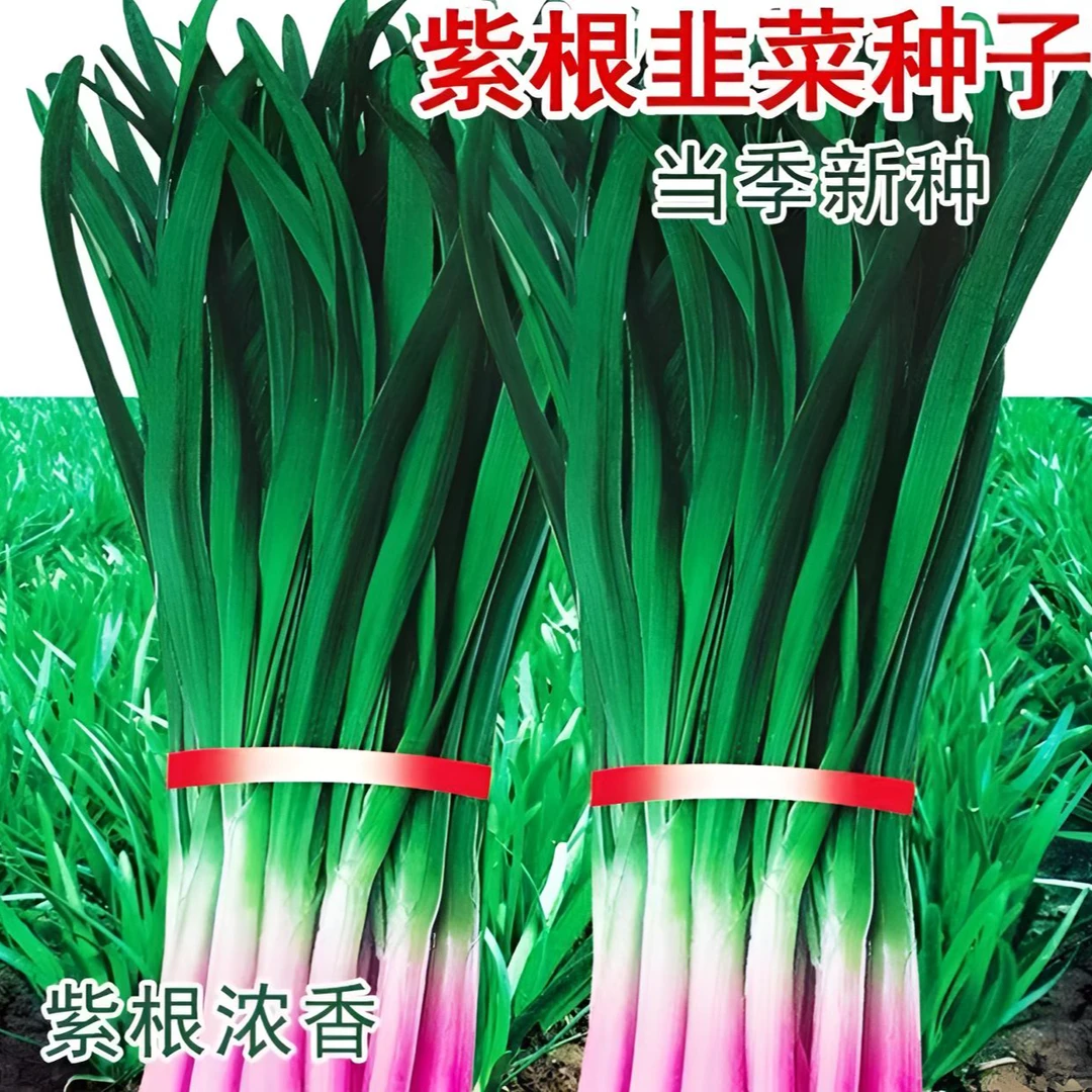 紫根韭菜种子泡沫箱小院易成活多茬采收四季种植