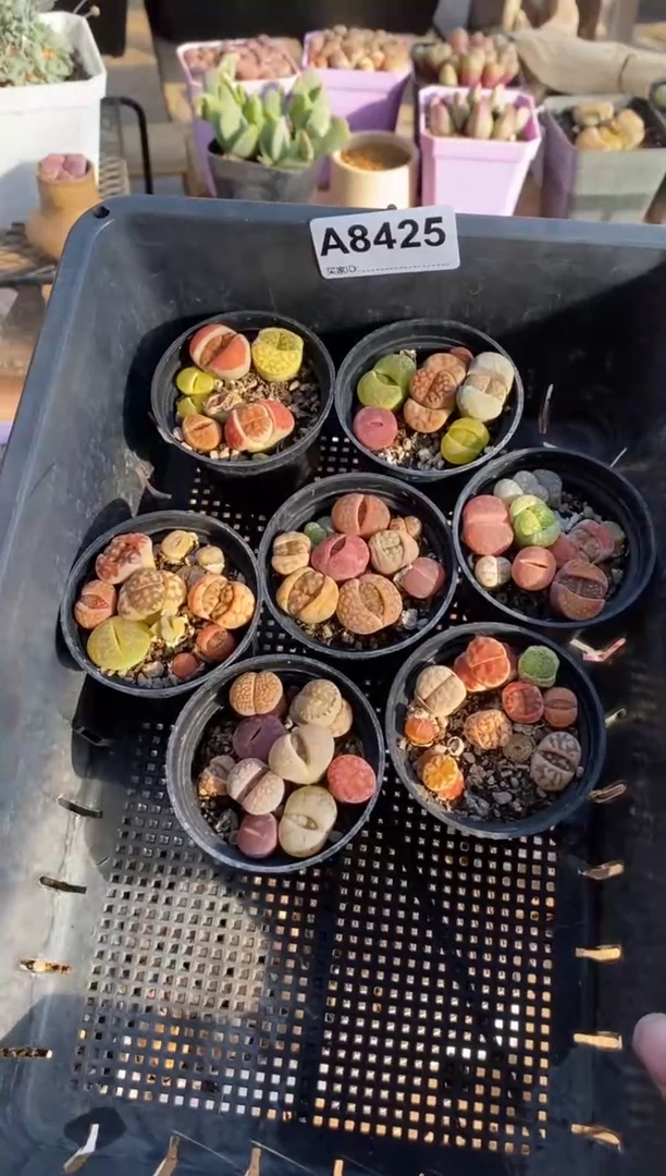 【闪购商品】8425直播一物一拍