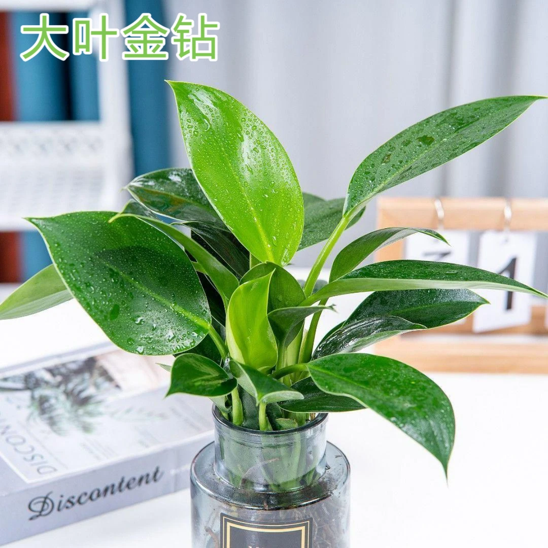 大叶金钻盆栽绿公主金钻室内桌面绿植办公室四季常青绿植大叶金钻