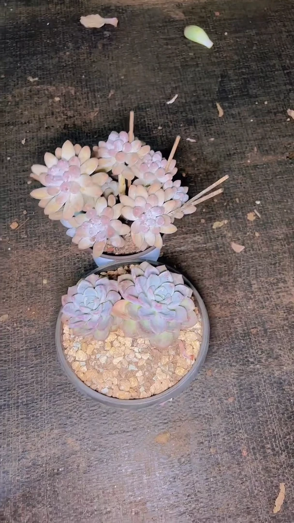 闫*芸A501两颗一物一拍
