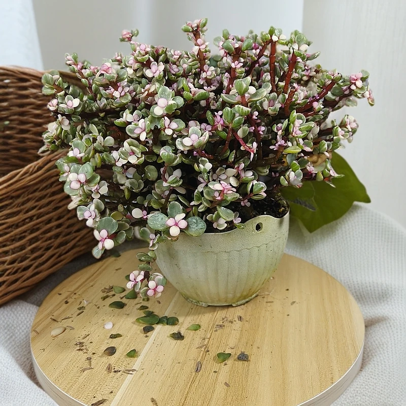 金枝玉叶老桩花篮（花篮颜色随机)