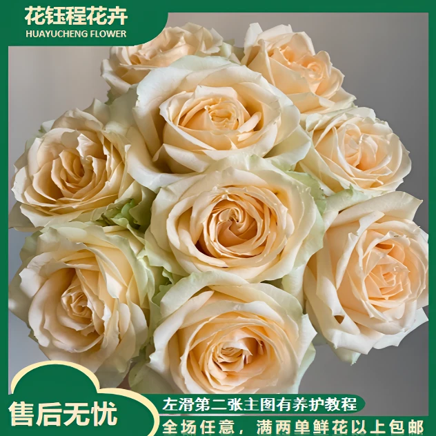 【春日来信】香槟单头玫瑰 两单以上包邮