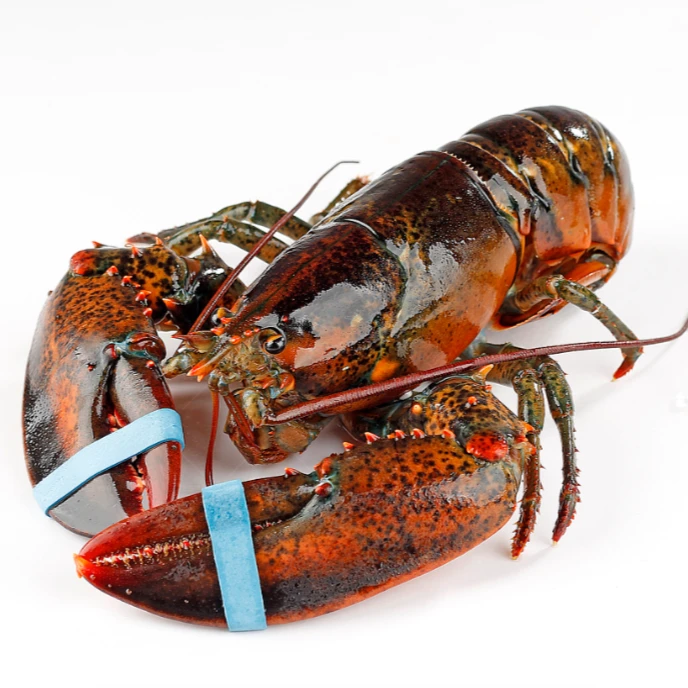 【赤小峰】鲜活波士顿龙虾1只 500g左右