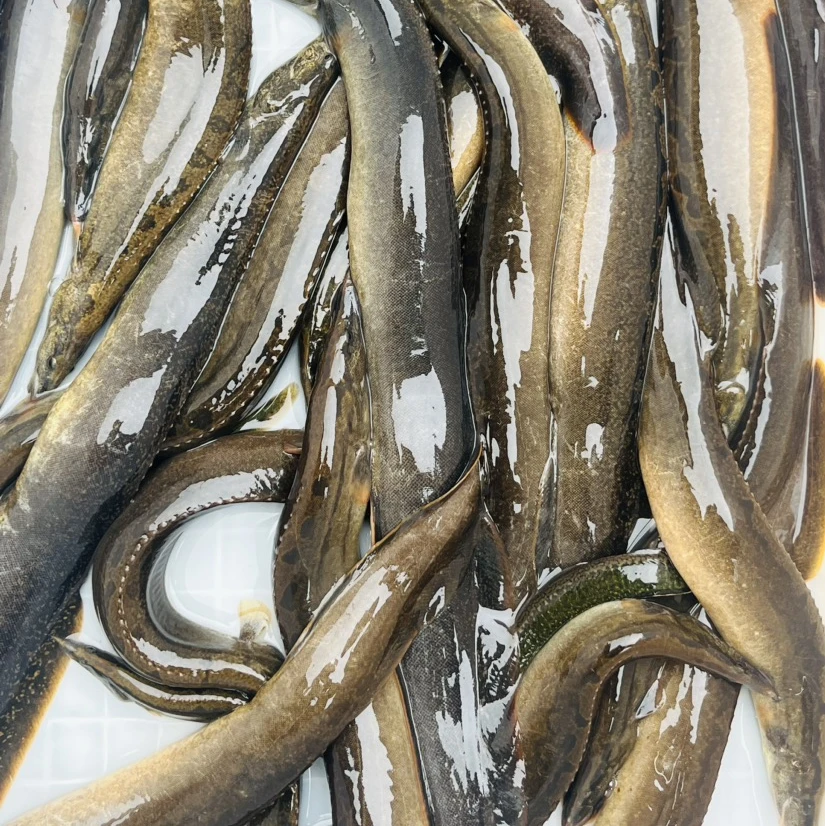【活鱼到家】刀鳅鱼大刺鳅辣锥猪麻锯生态溪水鱼活鱼到家