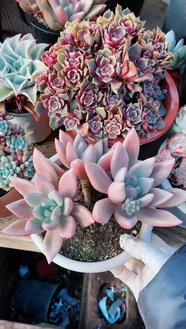 【闪购商品】21198