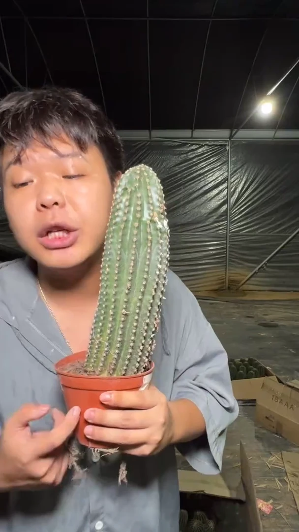 大黑金刚【带根】高13-20cm