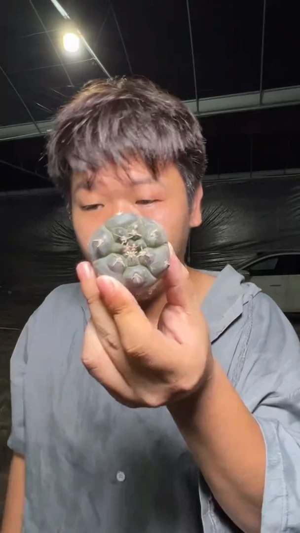 实生根 3-5cm 铅皮