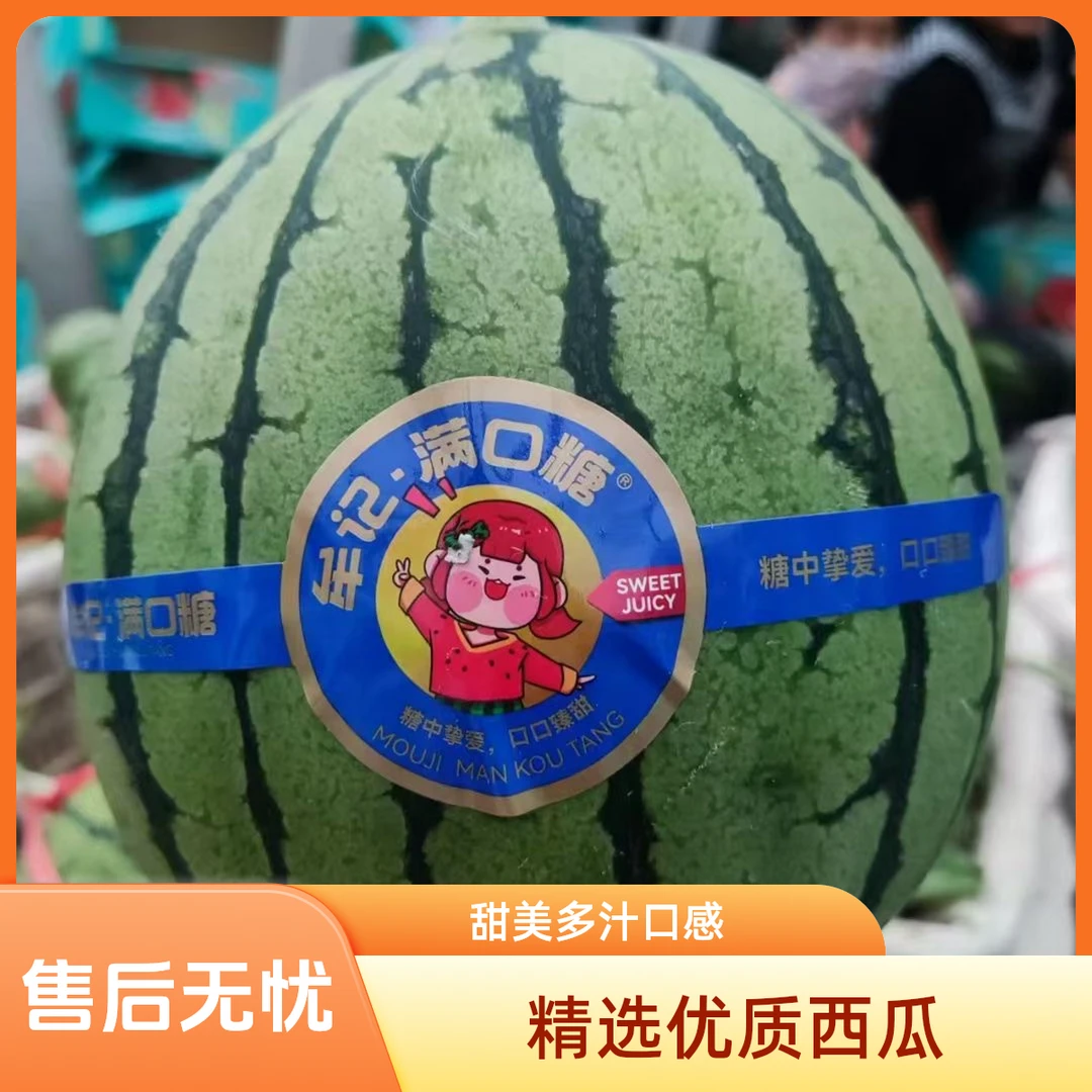 [明日必达]山东省2K小糖丸西瓜5斤新鲜江苏省