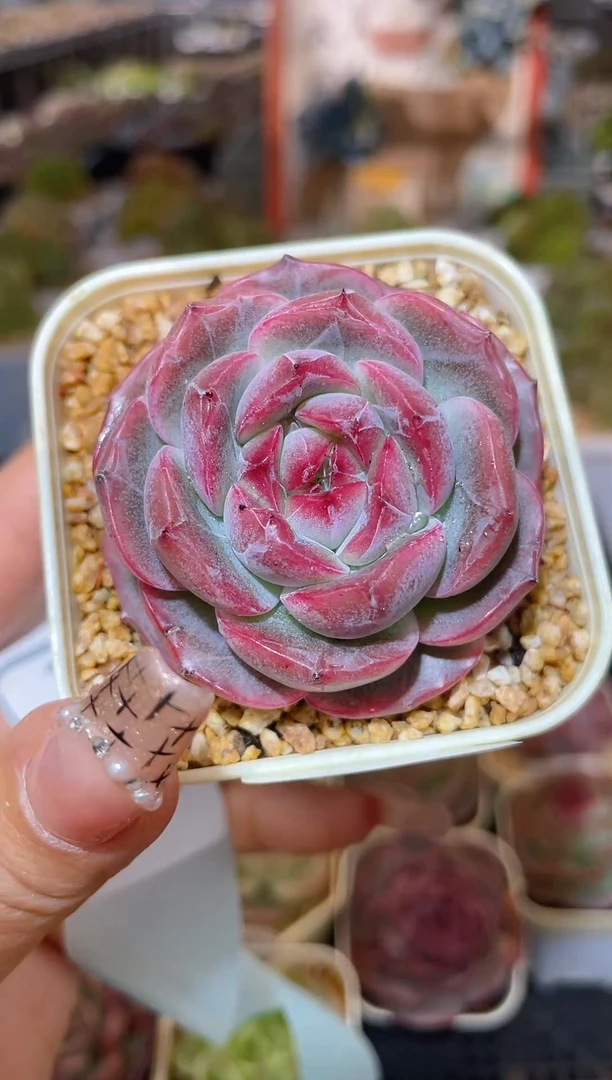 【闪购商品】201珍妮