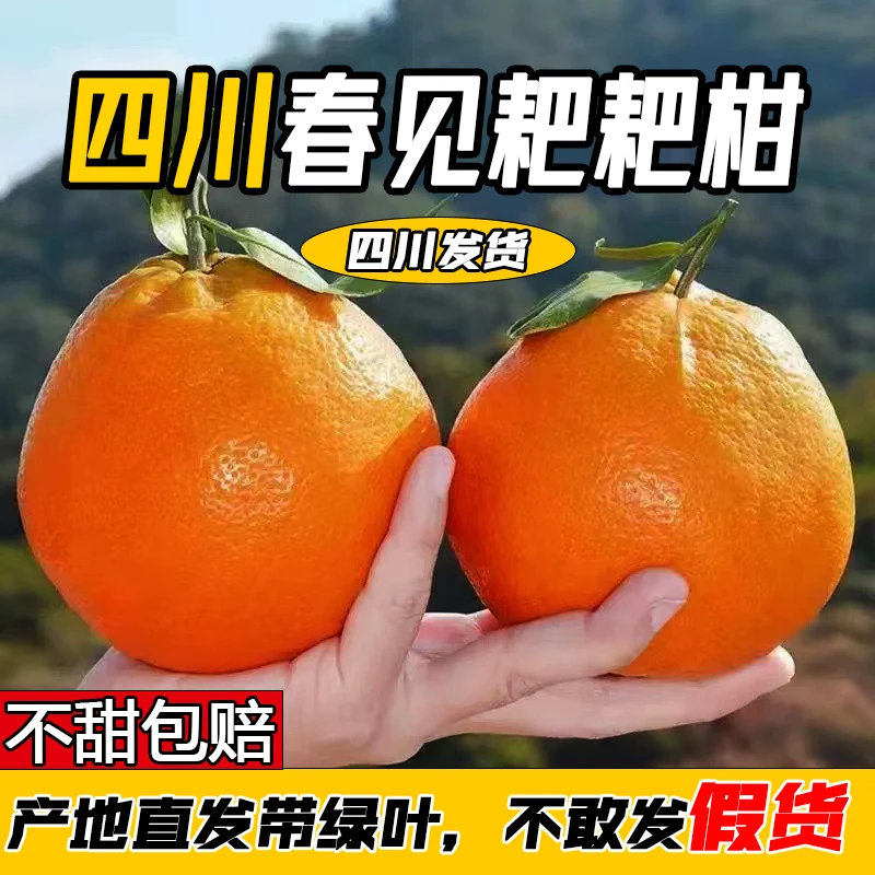 【爆甜现摘】正宗四川春见耙耙柑柑橘新鲜爆汁现摘现发应季水果