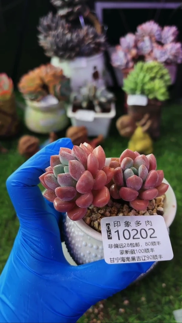 昆明印象多肉10202