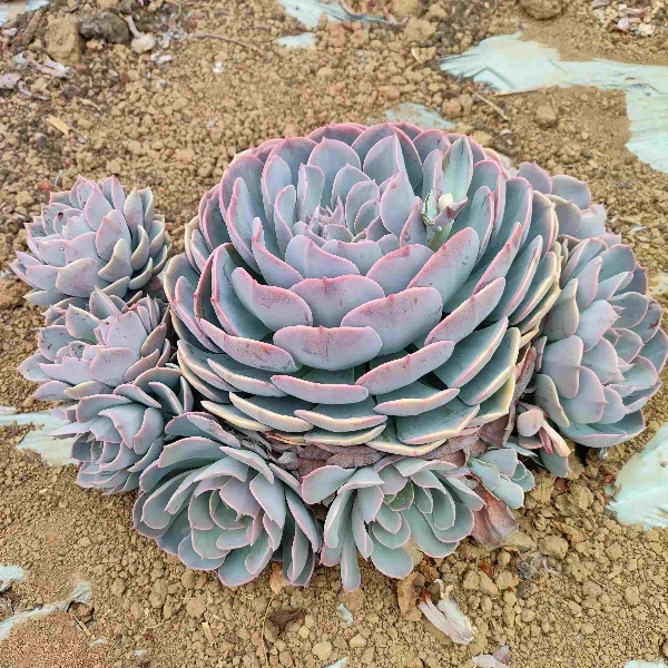 多头天赐多肉  新手必拍 好看好养 多肉植物云南昆明发货