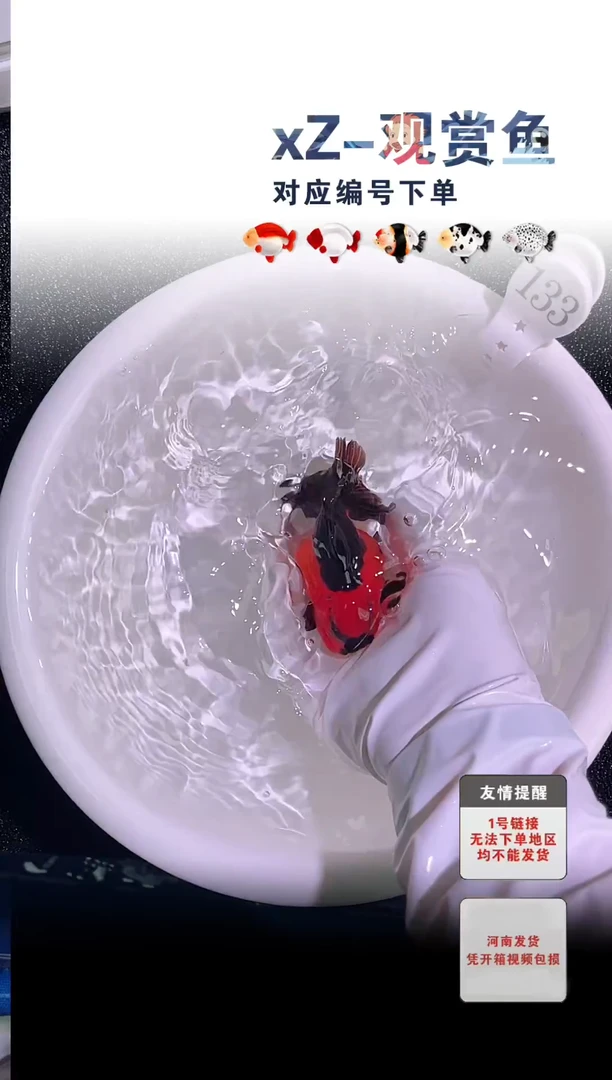 金鱼包装必拍未拍顺丰到付133号