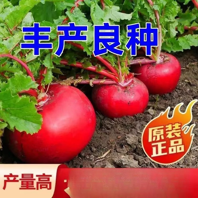 【全店满5包包邮】大红丰萝卜种子 红萝卜