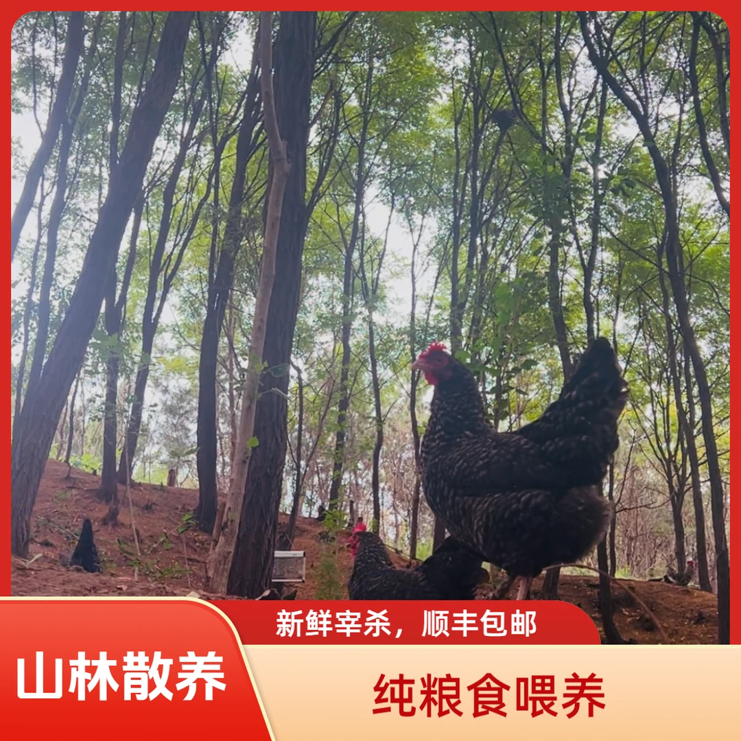 牧达农场山林散养纯种芦花鸡母鸡溜达鸡