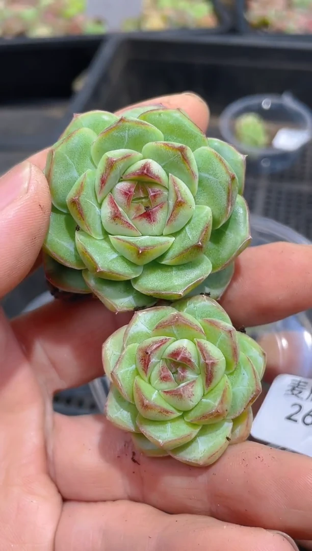 265阿拉蕾女王      量拍2颗一大一小