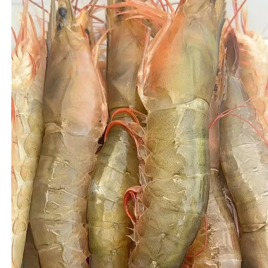 514生鲜 本港白刺虾 3斤装（一斤13条左右）