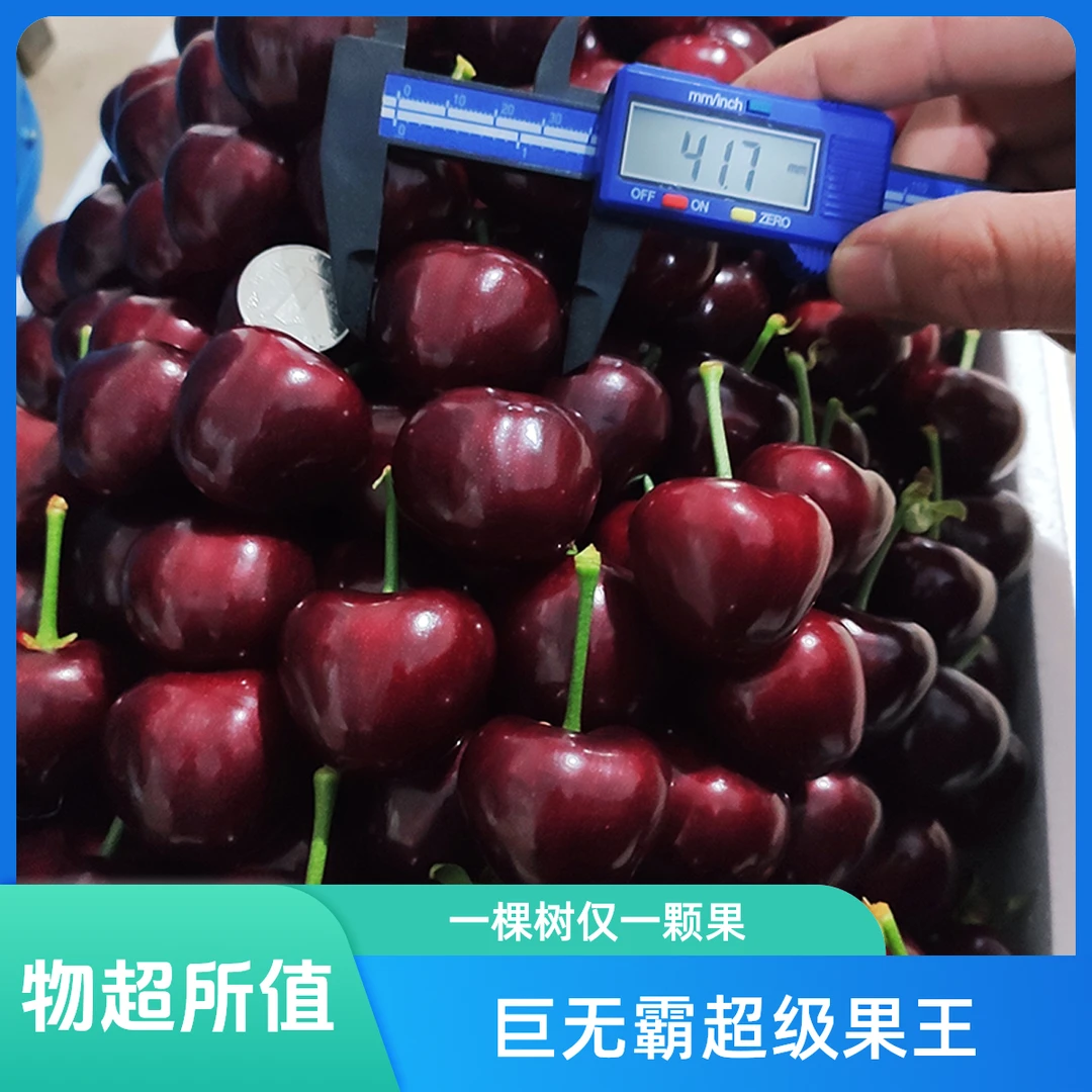 6-8J巨无霸大连美早樱桃2-5斤顺丰空运一棵树仅一颗果 内附果径卡