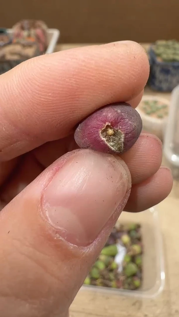 多肉植物肉锥16-284