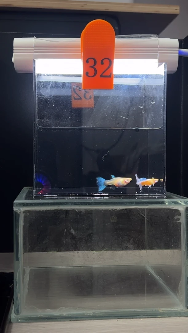 孔雀鱼蓝白飞船编号32