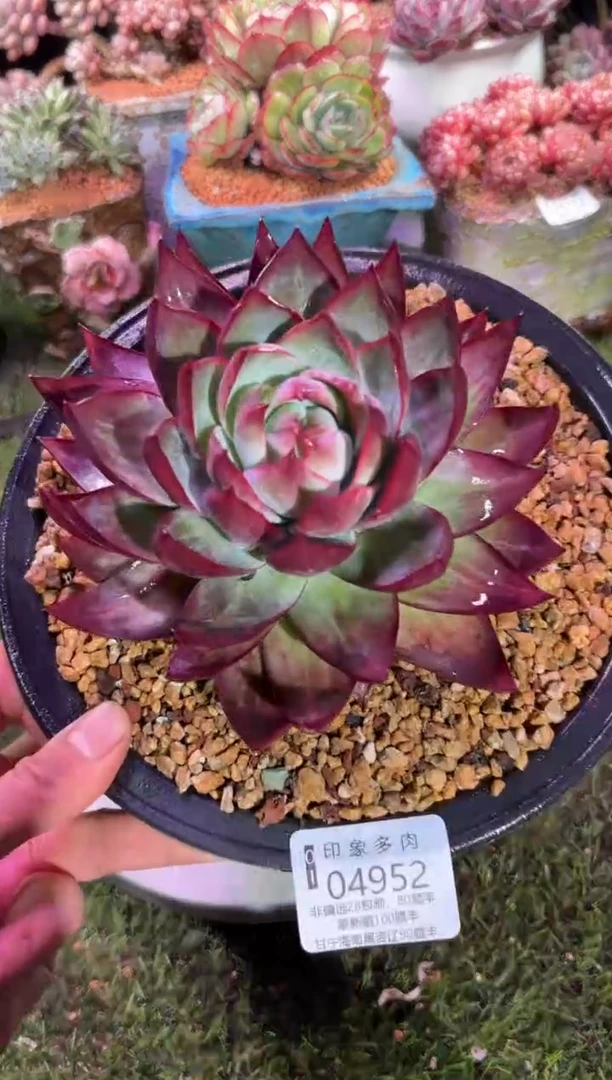 【闪购商品】04952