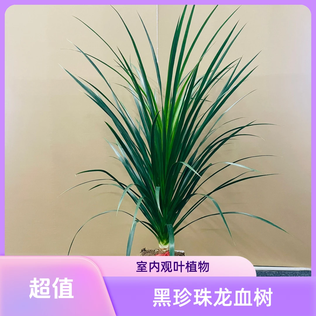 广东龙血树龙血树盆栽室内绿植客厅办公室盆栽植物室内