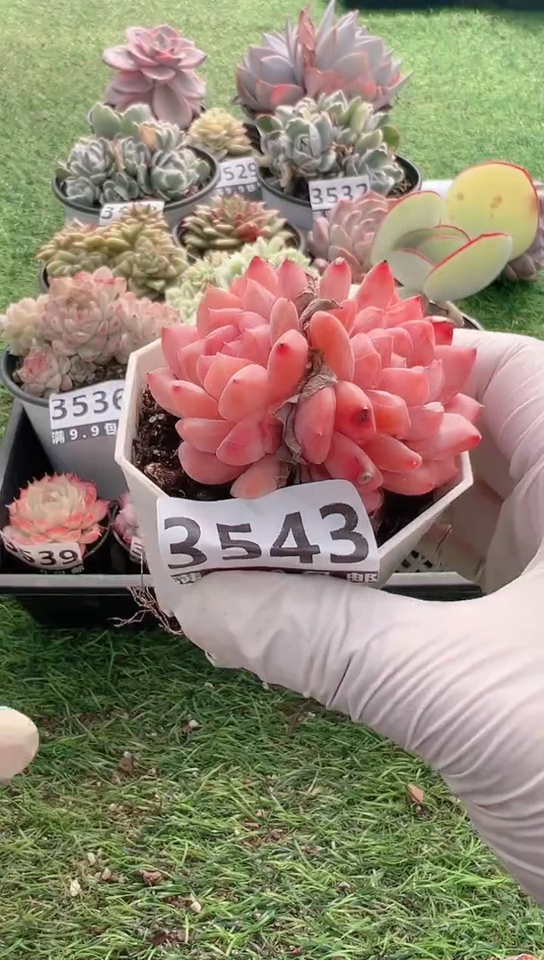 【闪购商品】信福多肉一物一拍