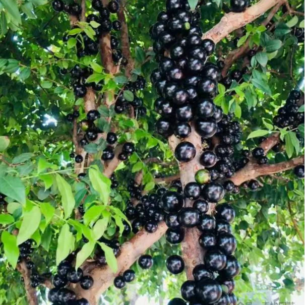 平攸苗正宗嘉宝果树葡萄小叶沙巴四季盆栽果树庭院嘉宝果树苗