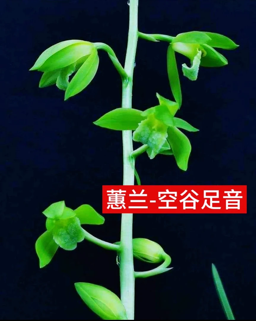 【空谷足音】惠兰名品国兰花开浓香好养易活对版人工种植