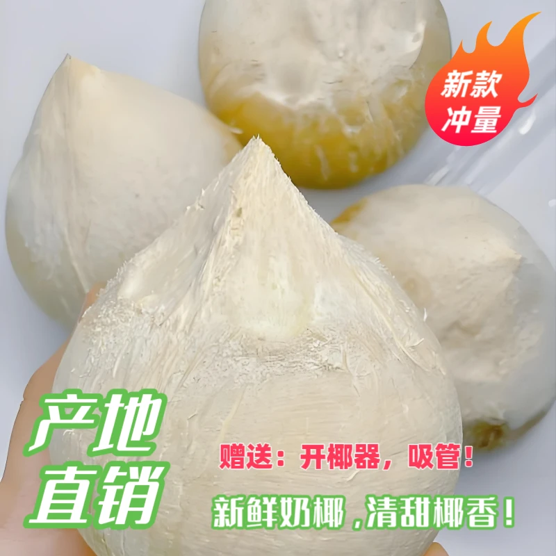 新鲜奶椰 椰皇 新鲜采摘现货现发 让您喝新鲜椰子水更便捷